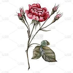 一朵带蓓蕾的玫瑰。孤立在白色背景上。