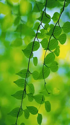 〈绿色壁纸〉墨已入水渡一池青花，揽五分红霞采竹回家