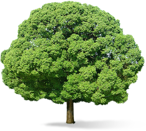 PNG 树 植物 自然 免抠素材  (9...