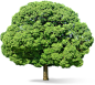PNG 树 植物 自然 免抠素材  (9)