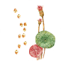 芡实 中药材 PNG 手绘