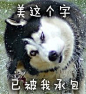 #二哈#撕逼大战表情包】贱萌贱萌的好喜欢#搞笑#QQ表情#逗比