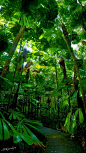 The Daintree Rainforest in far North Queensland is one of the oldest surviving forests in the world, and is a World Heritage site.