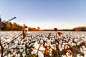 日落时弗吉尼亚州的棉花田,Cotton field in Virginia at sunset - 图虫创意-全球领先正版素材库-Adobe Stock中国独家合作伙伴