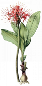 国外手绘植物花朵大全图片 
尺寸：1090x2200 
图片编号：11104-299077
