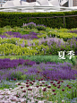 Piet Oudolf 卢瑞花园42种关键植物分享～ - 小红书