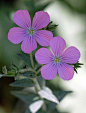 Linum viscosum　亚麻