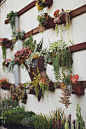 Succulent Wall Garden by Nicholas Roberts#花架#