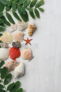 各种形状的美丽扁平螺旋海贝星刺槐树枝与绿叶在白木上。夏季春假健康身体护理有机化妆品概念。本空间