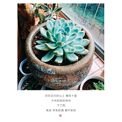 🐧ɞApril采集到植物
