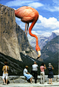 Jon Nelson- The focal point is the flamingo, and the artist makes it the focal point by using size: 