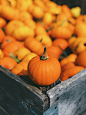 Autumn | 55 best free autumn, fall, leafe, and leaf photos on Unsplash : See the best 55 free high-resolution photos of Autumn selected by Sarah Orme. These HD images are free to use for commercial projects.