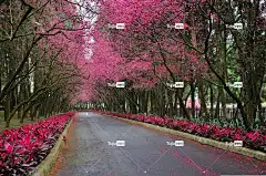 櫻花 道路 步道 花 自然 風景 花卉背景 櫻花 花壁纸