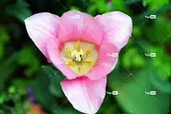 Turip 花壁纸 花 自然 夏天 绿色 蜂蜜 红色的 春天