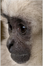 黑脸大眼萌猴子活动图片