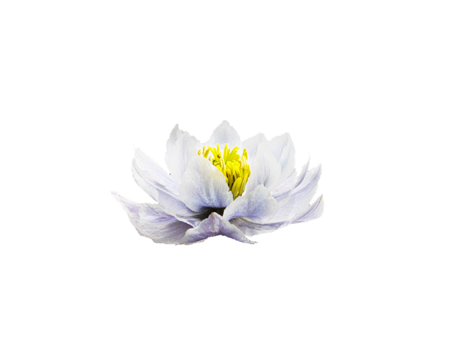 雪莲花