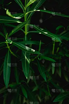 背景是新鲜的绿叶。绿叶图案背景，自然背景和壁纸