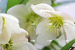 圣诞玫瑰 花园 花壁纸 春天 物种 紫色 花瓣 莲花鸡肝散 自然