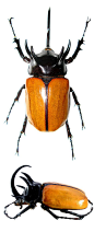 Eupatorus gracilicornis, male