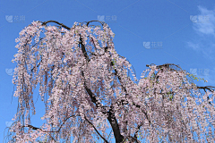 今天吃炸鸡排采集到素材 樱花