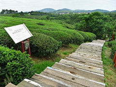 sumo0822采集到文旅——茶山