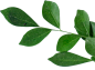绿叶png