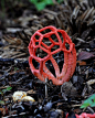 Surreal Fungoid (from Yith?)  红笼头菌<br/>Known to scientists as Clathrus ruber, this smelly mushroom is a member of the stinkhorn family, who imitate rotting corpses to attract spore dispersing flies. It lives on rotting wood or in soil throughout sou