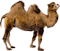 骆驼PNG
