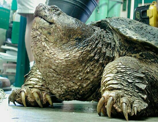 Snapping turtle: 