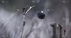 冰冻蓝莓的特写