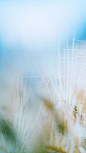 #每日桌面# 第1158期，手机壁纸一组 | ilikewallpaper.net