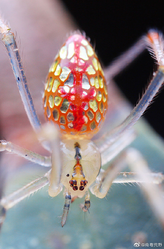 这个像草莓一样的银板蛛每次见到都忍不住要拍几张