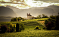 Grape & Vineyards : ...work in progress
