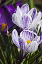 25张美丽的花卉摄影欣赏