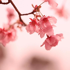 LeapLeaf采集到桜の花
