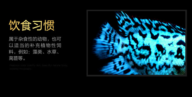 银河星钻短鲷三湖慈鲷美洲慈鲷鱼热带观赏鱼...