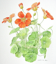 听风于你讲与我采集到植物插画