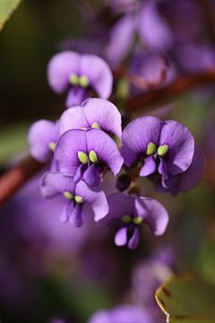 の未来采集到花草世界