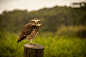 Owl by Ivan Miskalo on 500px