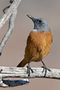 emuwren:

The Cape Rock Thrush - Monticola rupestris, is a member of the thrush family of birds. This rock thrush breeds in eastern and southern South Africa. This species breeds in mountainous rocky areas with scattered vegetation.
Photo by Peter Mckella