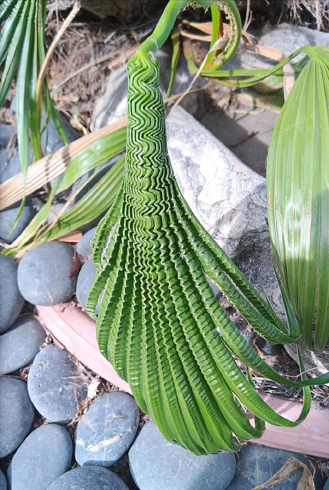 集