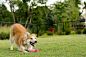 shutterstock_518607346