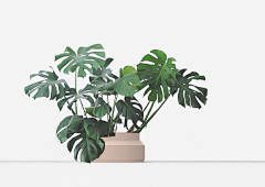 索梵视觉采集到植物          丨素材类