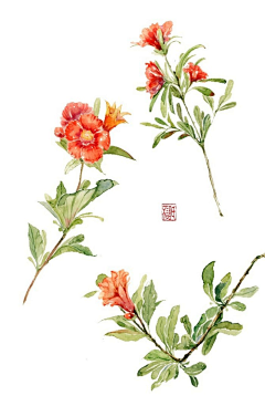 黑脚小胖猫采集到花