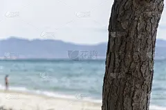 明信片,自然,透明,万里无云,图像,海洋,壁纸,枝,海岸线,水