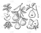 矢量素描梨装饰集。手绘植物图。黑色和白色与线条艺术孤立在白色背景。水果图纸。复古风格的元素。