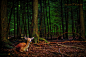 The Deer Hunter | Flickr – 相片分享！