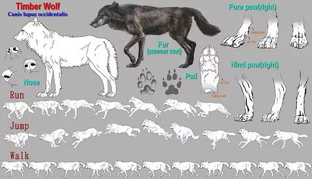 犬科动物绘制教程：狼与狗的画法_手机搜狐...