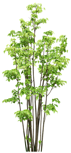 詁譩哋ヤ邂逅采集到花草树木