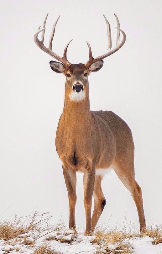 #鹿#deer